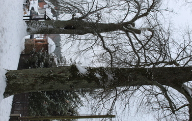 4-redukcja korony drzewa 2293